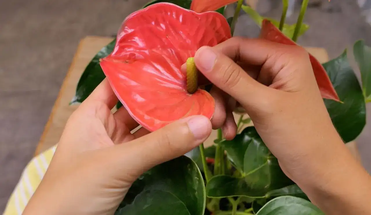 Foglie rosse nelle piante: significato e cure