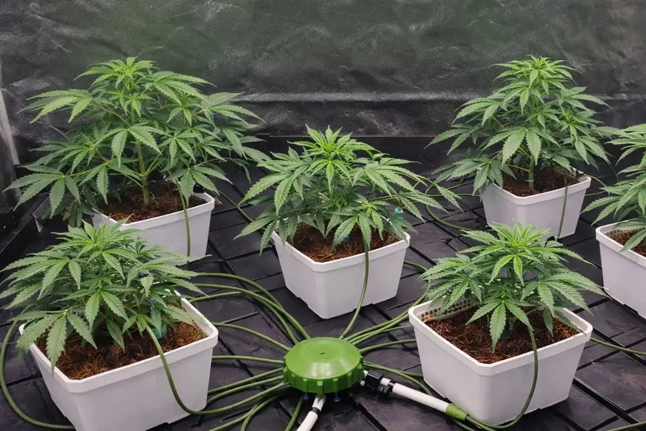 Atami Wilma nella grow box - guida a formati e irrigazione