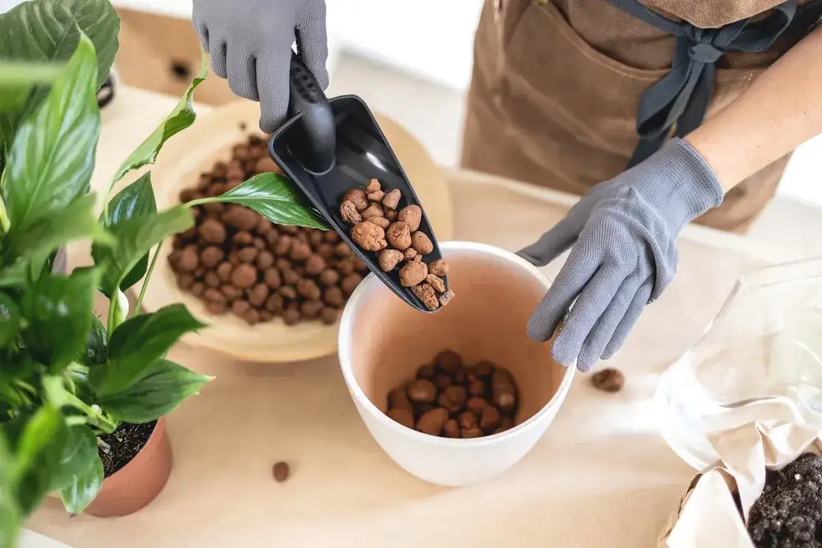 Argilla espansa per piante - come usarla senza errori