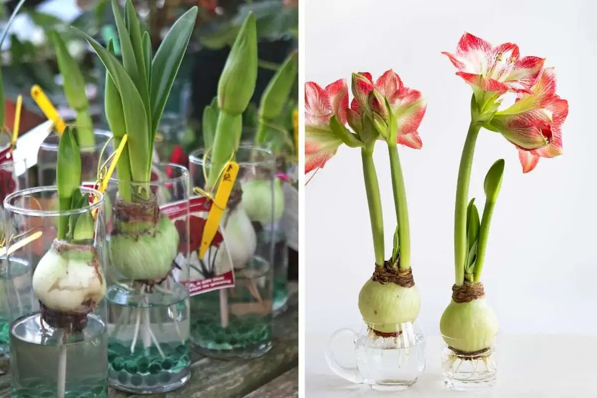 Amaryllis in acqua, come coltivarlo senza far marcire il bulbo