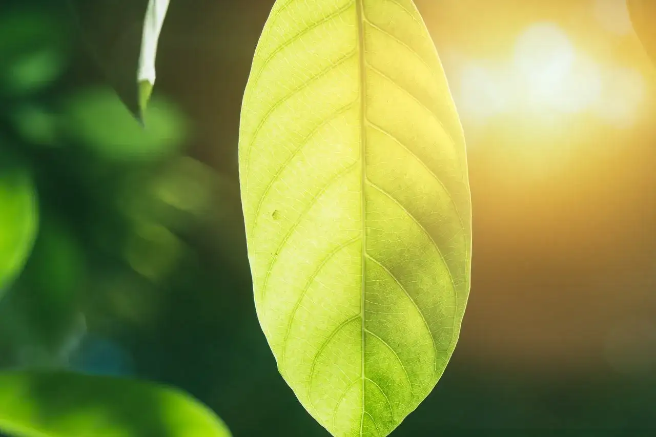 Come respirano le piante? Guida a foglie, radici e idroponica
