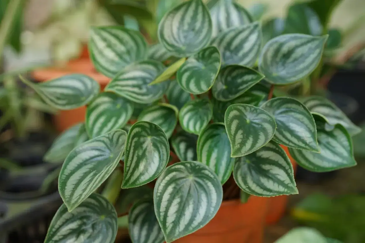 Peperomia: la guida completa per una pianta sana in casa