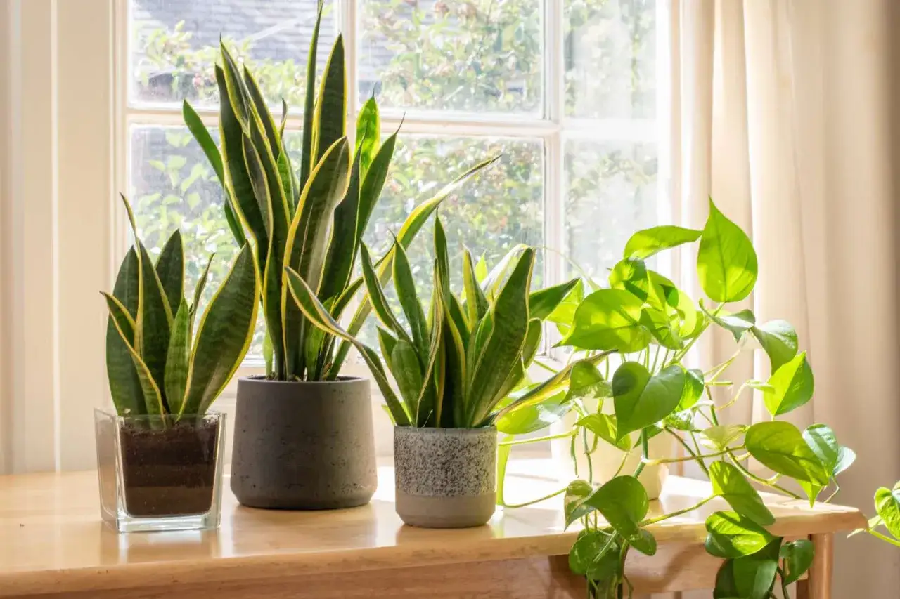Piante che assorbono umidit&agrave;, come la Sansevieria e il Pothos, prosperano vicino a una finestra luminosa, creando un angolo verde e salutare.