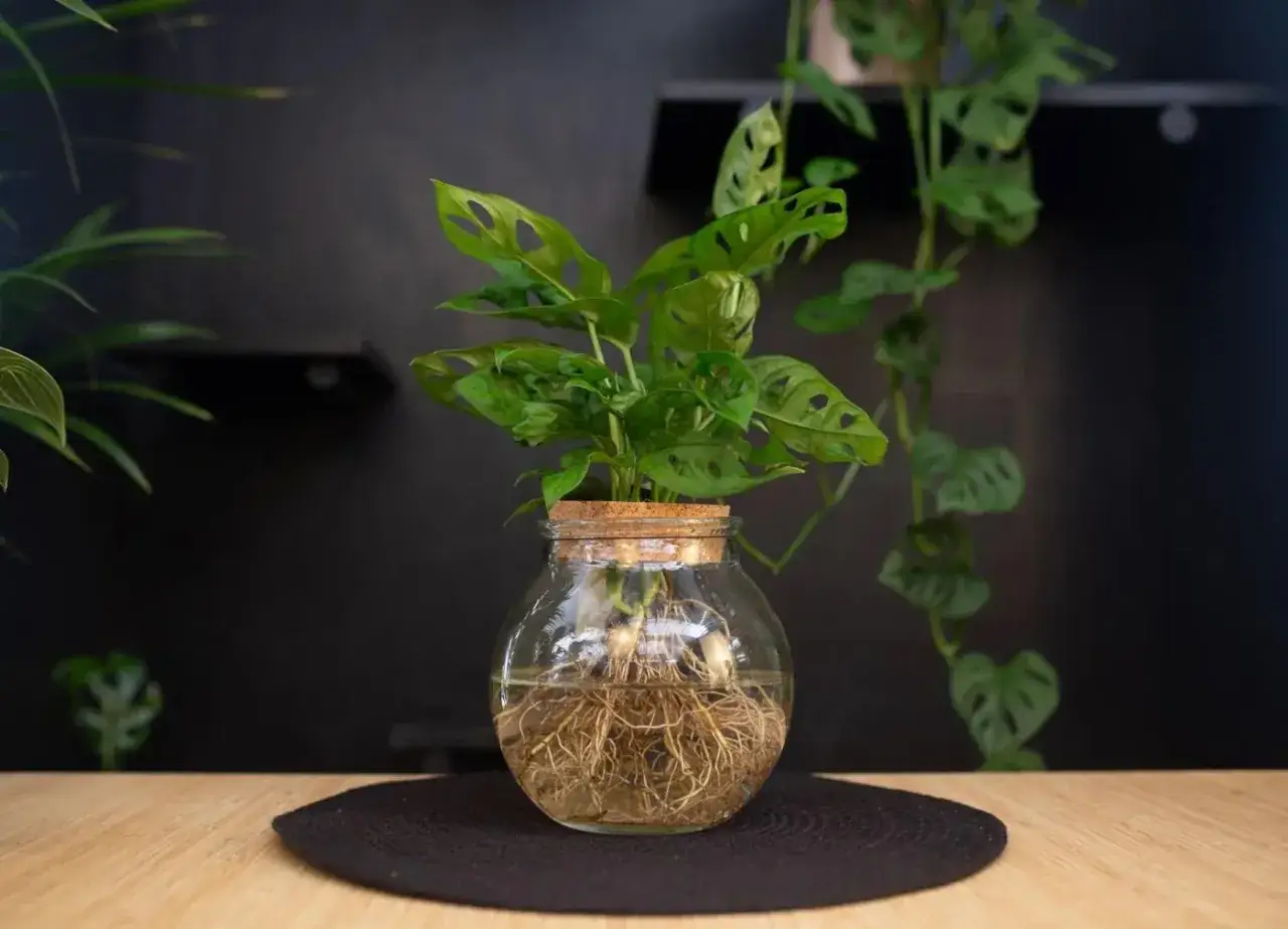Monstera in acqua, con radici rigogliose che si espandono nel vaso di vetro. Un tocco di verde che cresce.