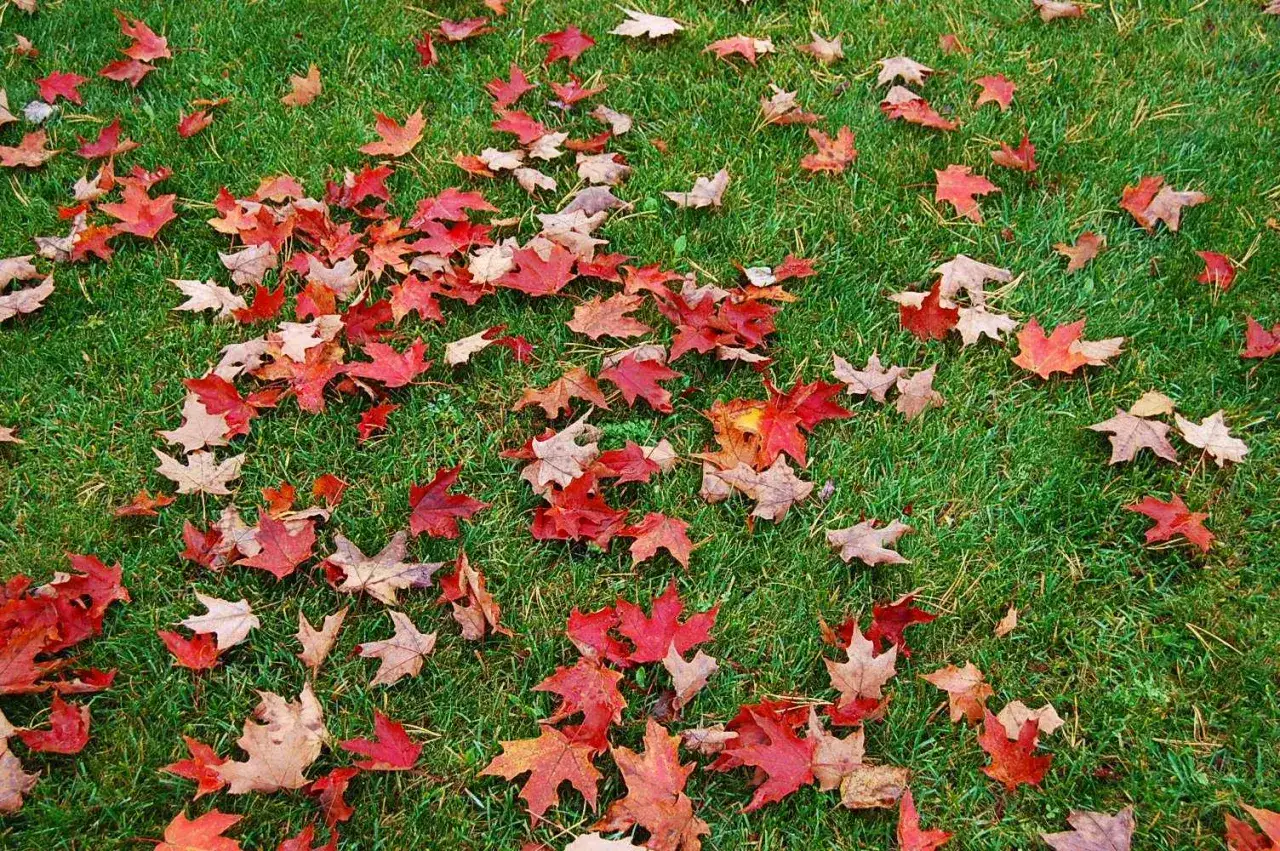 Un tappeto di erba verde punteggiato da tante foglie rosse e marroni, un classico autunnale.