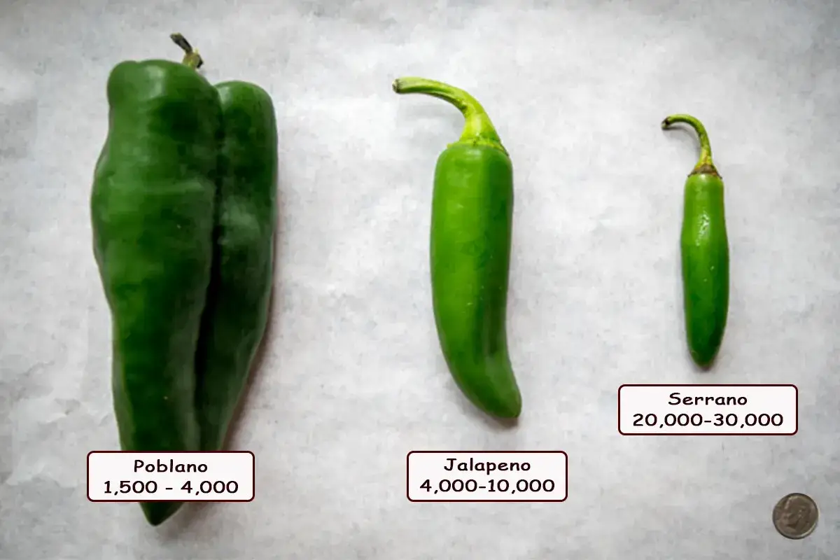 Tre peperoncini verdi: Poblano, Jalapeno e Serrano, con le loro scale Scoville. Il Jalapeno ha una piccantezza da 4.000 a 10.000.