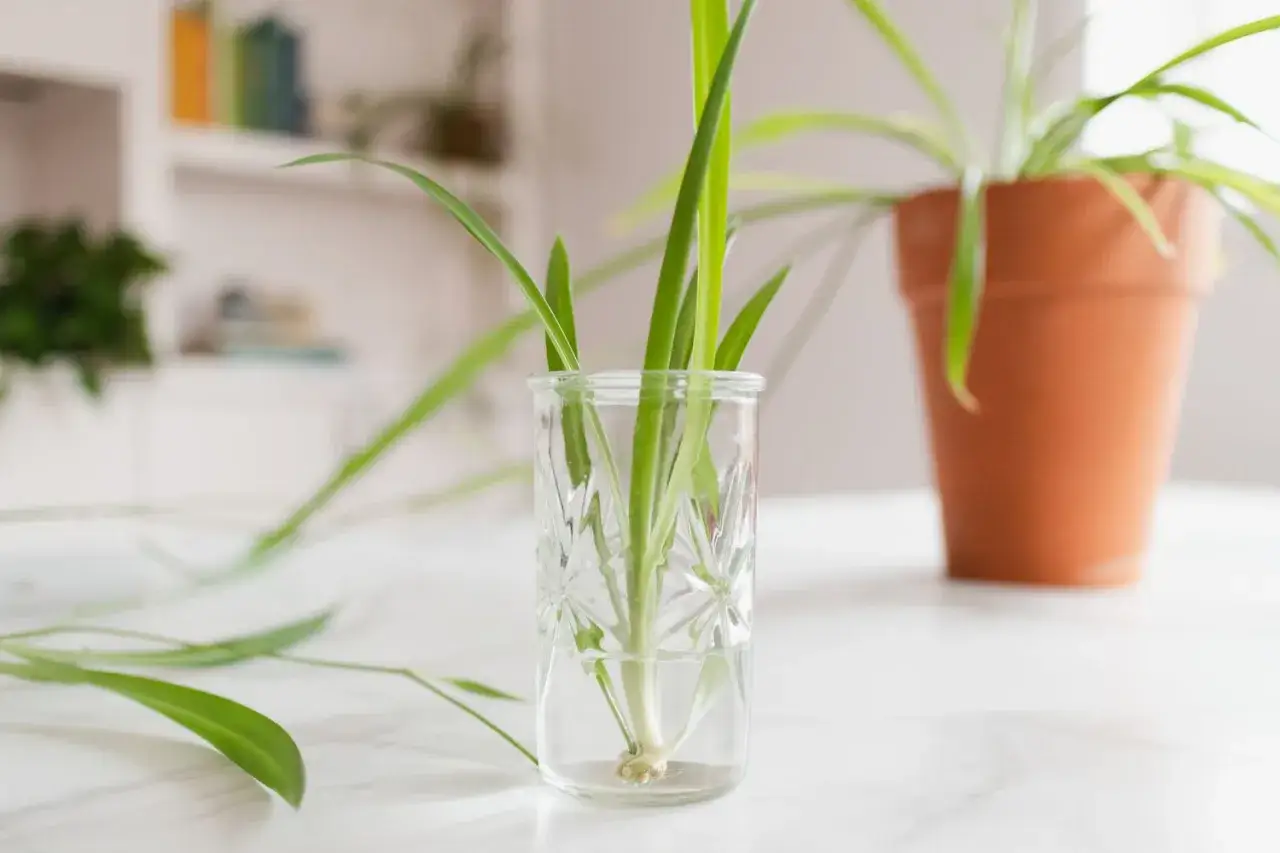 Un piccolo falangio pianta in un bicchiere d'acqua, pronto per mettere radici. Sullo sfondo, un falangio più grande in vaso.