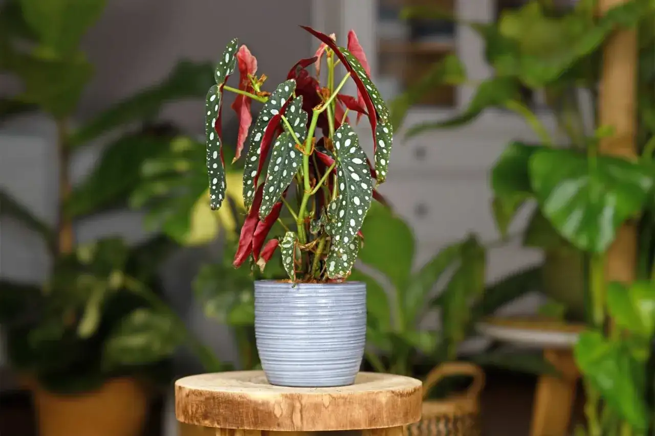 Begonia maculata con foglie verdi maculate di bianco e sfumature rosse, in vaso grigio su un tavolino di legno.