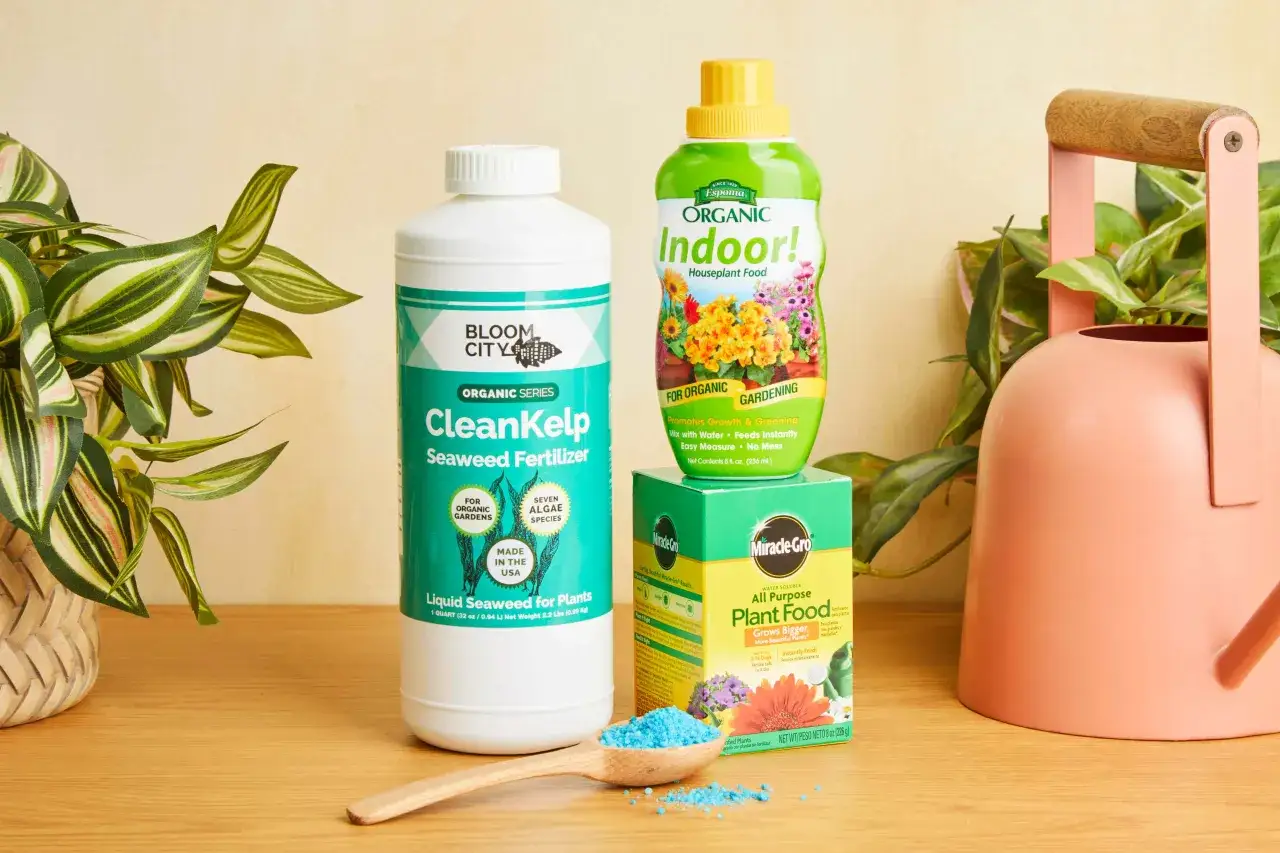 Fertilizzanti per piante, tra cui CleanKelp a base di alga bloom, e un annaffiatoio rosa.