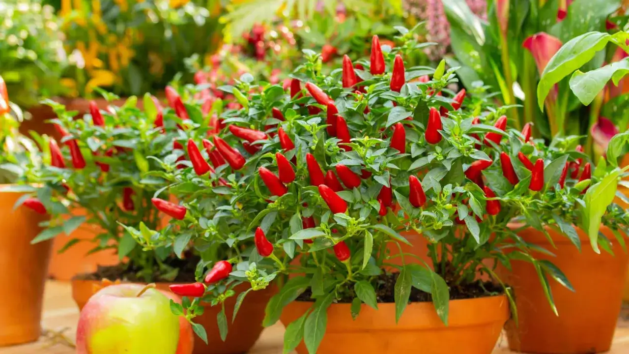 Pianta peperoncino in vaso, carica di frutti rossi brillanti, con un melo in primo piano.