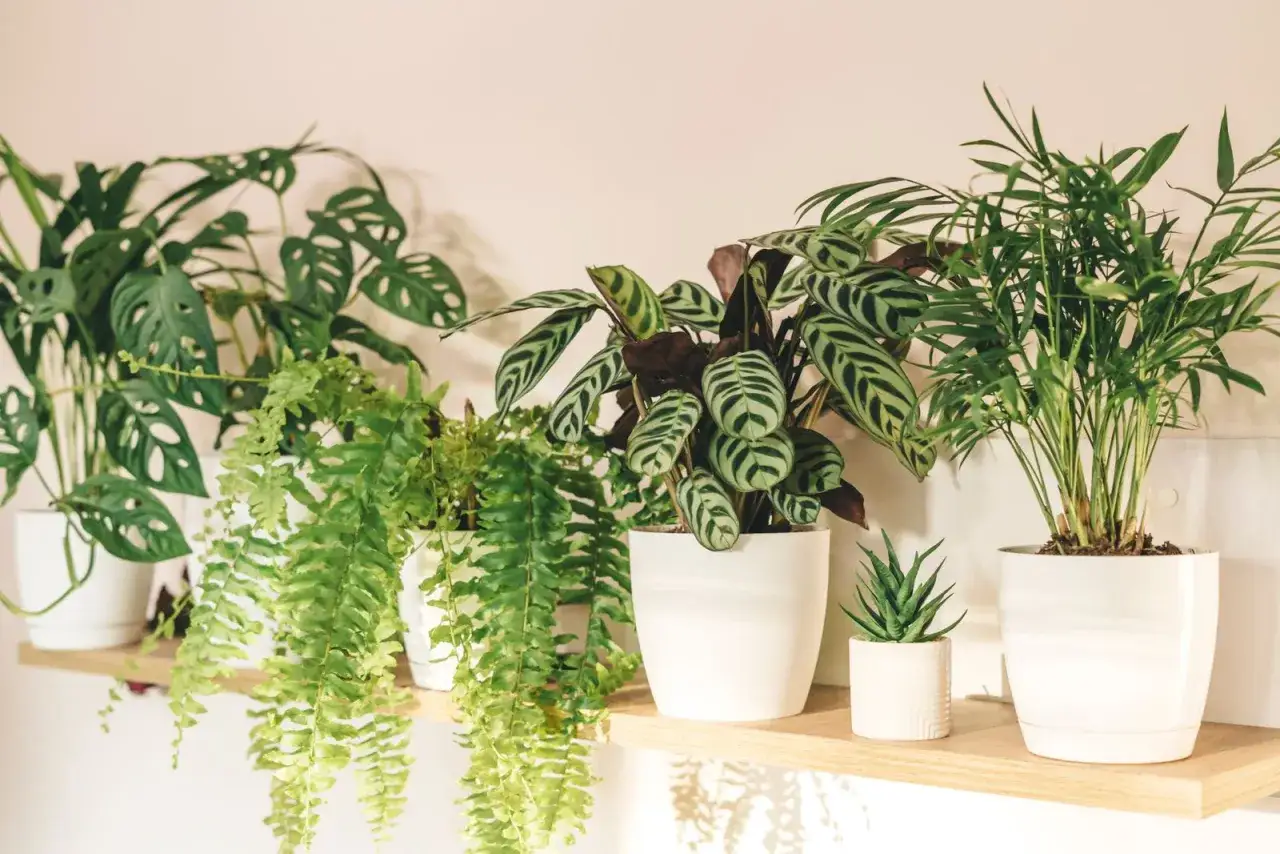 Scaffale con diverse piante da mettere in cucina: Monstera, felce, Calathea e palma.