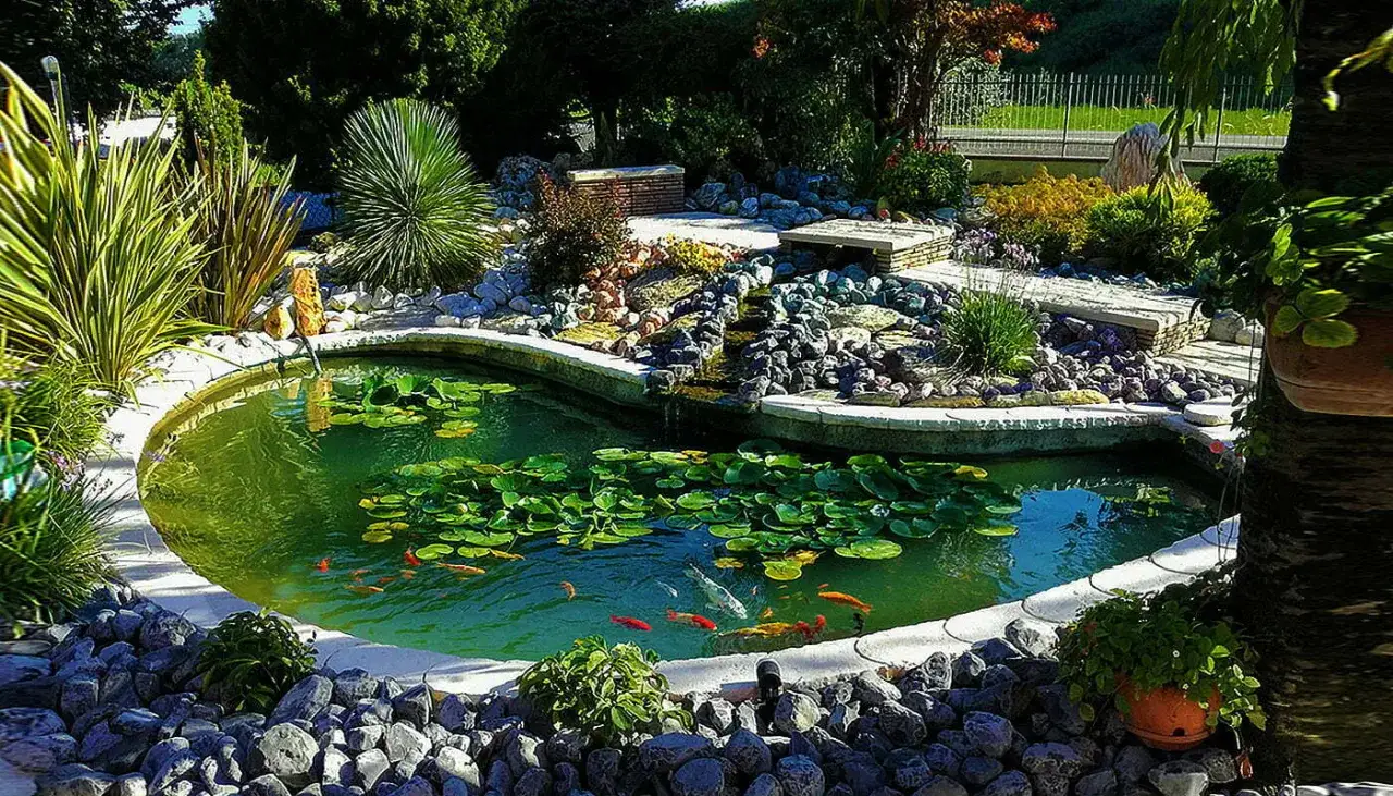 Un laghetto con ninfee e pesci rossi, parte di un progetto angolo erbe aromatiche in giardino, circondato da rocce e piante verdi.