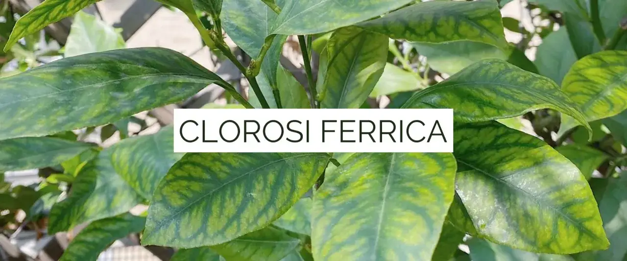 Foglie di agrumi con clorosi ferrica, un segno di carenza di ferro. Soluzioni fai da te per il chelato di ferro.