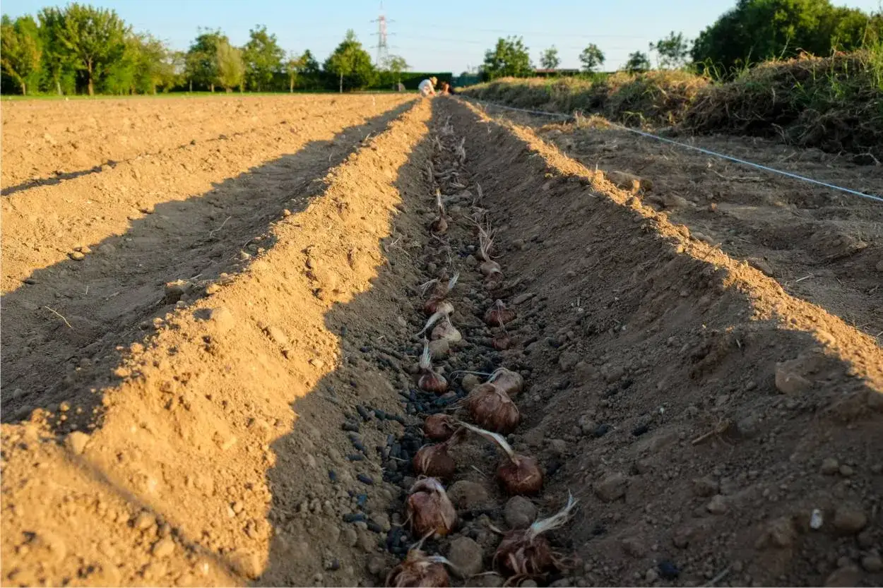 File di bulbi per la coltivazione zafferano in un campo arato, con file ordinate e ombre lunghe al tramonto.