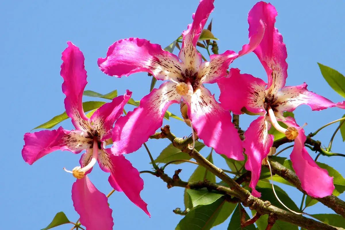 Fiori rosa acceso di Ceiba speciosa si aprono su un cielo azzurro. Petali ondulati e macchie scure creano un disegno unico.