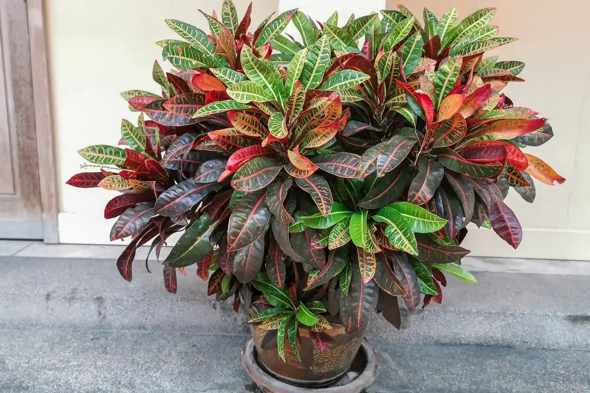Un rigoglioso cespuglio di croton pianta, con foglie verdi, rosse e gialle, in un vaso di terracotta.
