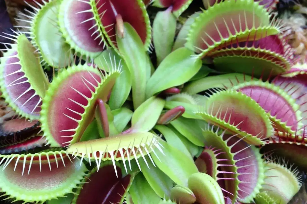Pianta carnivora dionea, con trappole verdi e rosse, pronta a catturare insetti. La cura &egrave; fondamentale per la sua sopravvivenza.