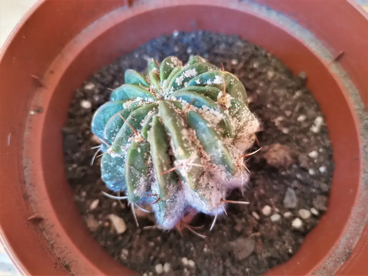 Cactus con cocciniglia cotonosa. Ecco come eliminarla per salvare la tua pianta.
