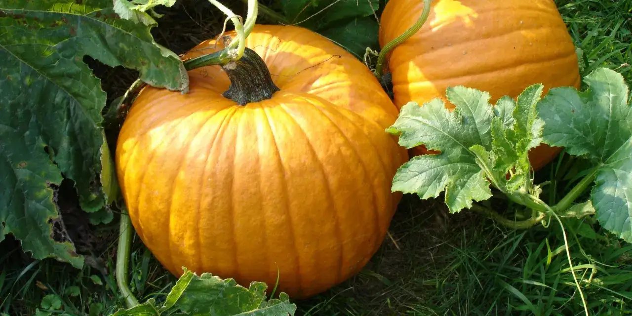 Zucca arancione matura tra foglie verdi. Immagina come piantare i semi di zucca per ottenere questi frutti.