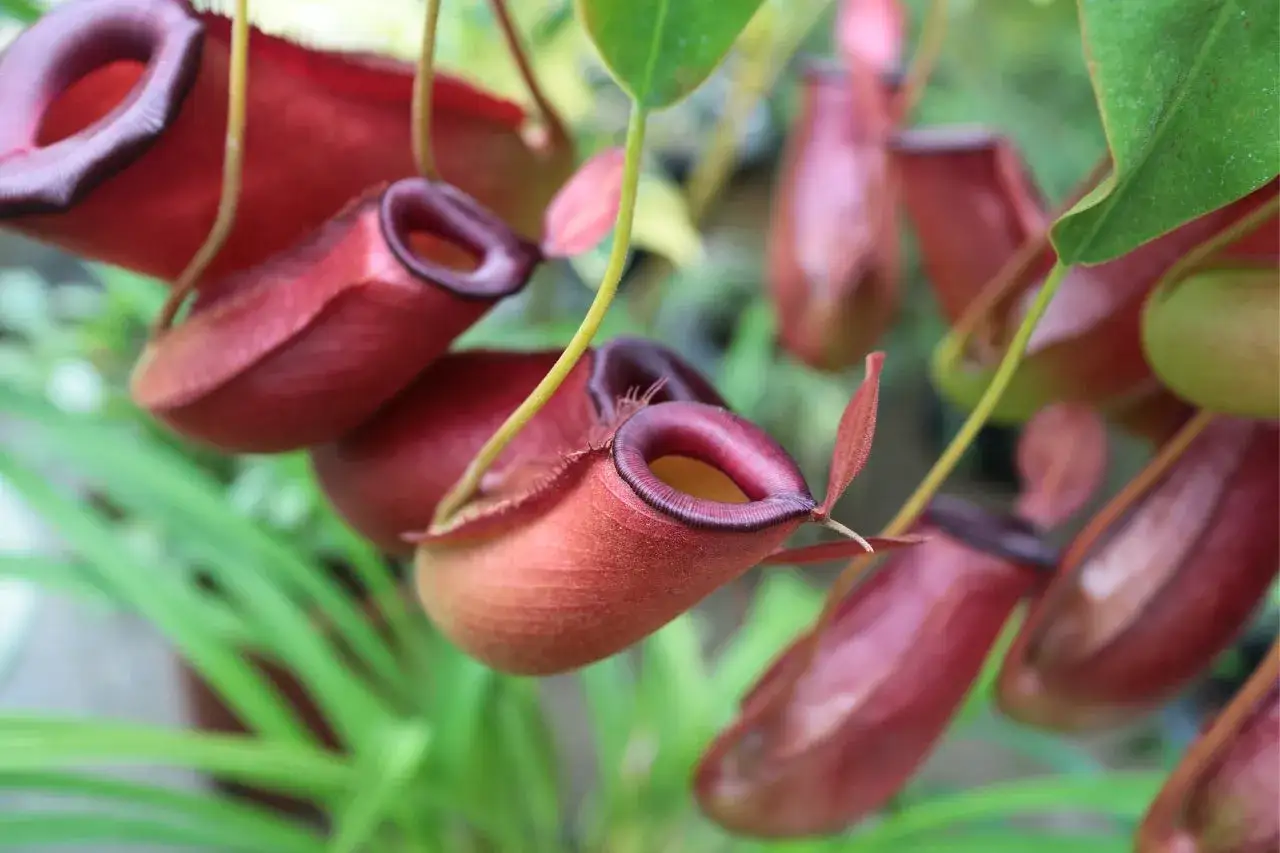 Nepenthes, la pi&ugrave; pericolosa pianta carnivora, con le sue urne rosse pronte a catturare prede ignare.