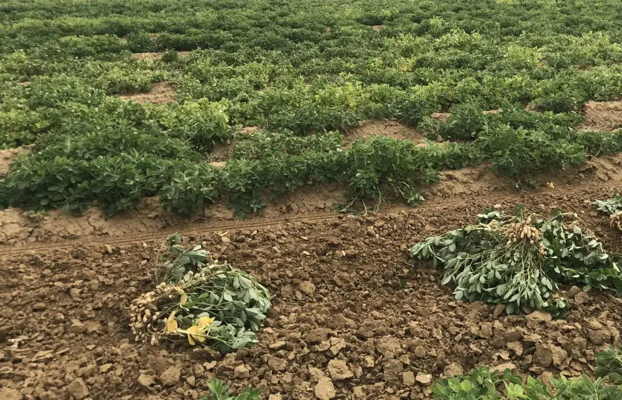 Campo di arachidi appena raccolte, con piante verdi e terriccio. La semina arachidi &egrave; un processo che porta a questo raccolto.