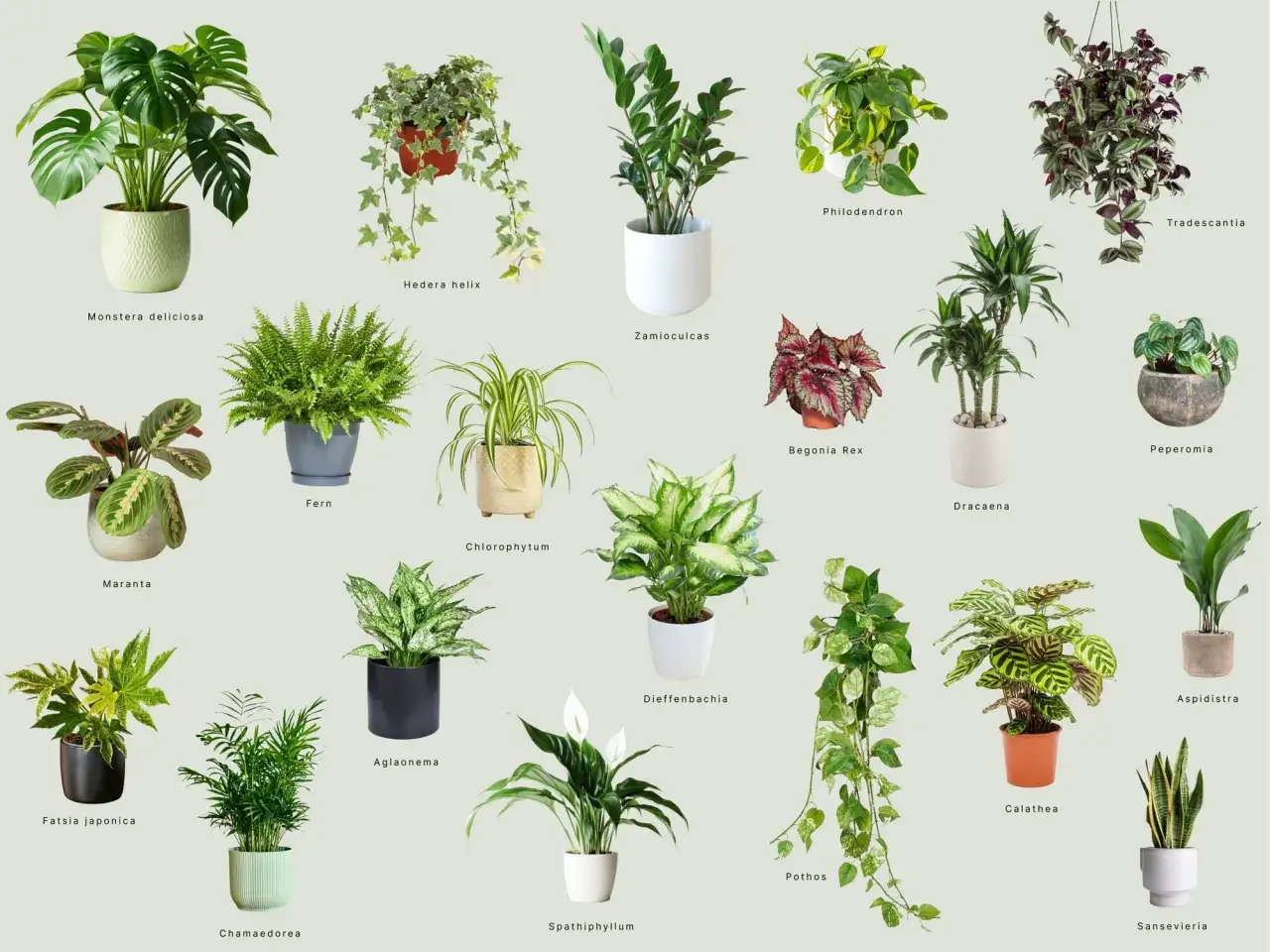Collezione di piante da interno che prosperano con poca luce e poca acqua, tra cui Zamioculcas, Sansevieria e Pothos.