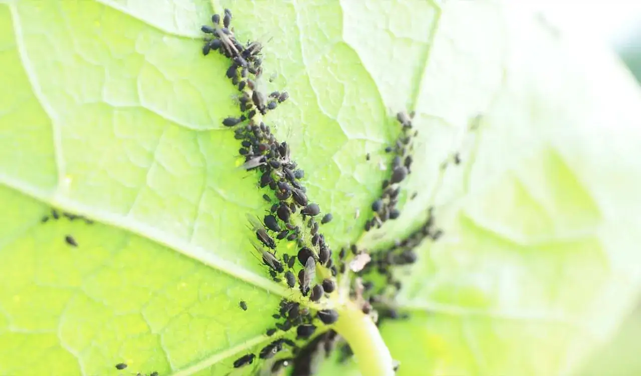 Un gruppo di afidi neri su una foglia verde. Si cercano rimedi naturali come dosi acqua e aceto per pidocchi.