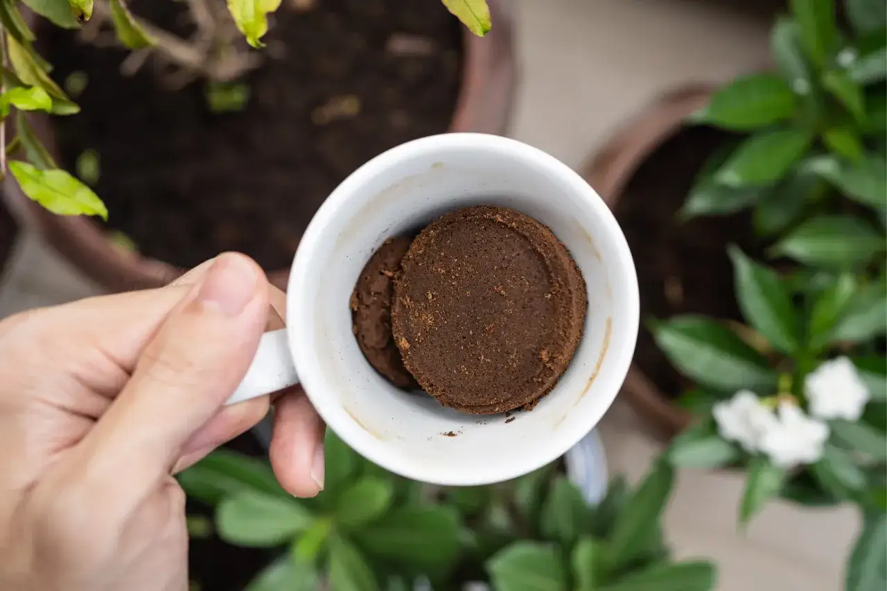 Mano tiene tazza con fondi di caff&egrave;. Scopri quali piante non concimare con fondi di caff&egrave; per non danneggiarle.