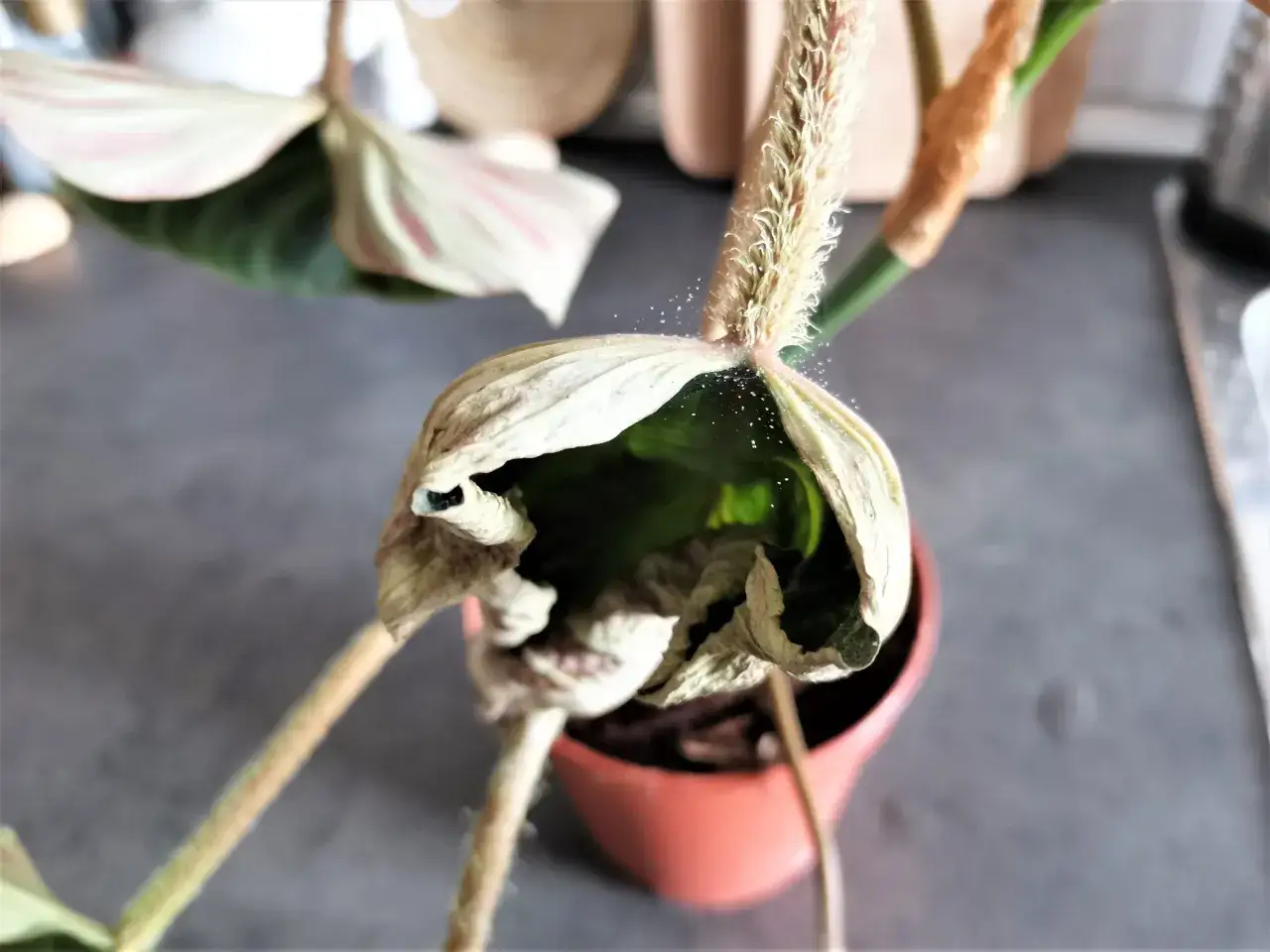 Un ragno rosso grande, quasi invisibile, tesse la sua tela su un fiore appassito.