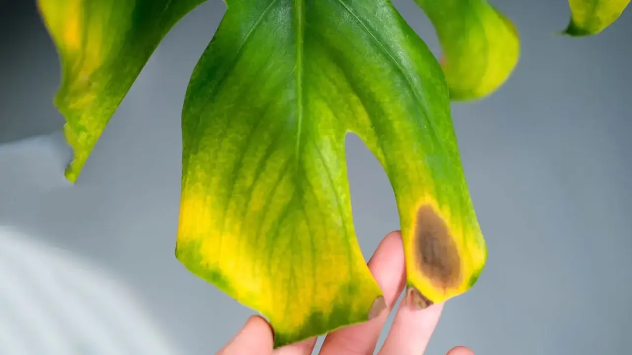 Monstera con foglie gialle e marroni, segno di stress o carenza.