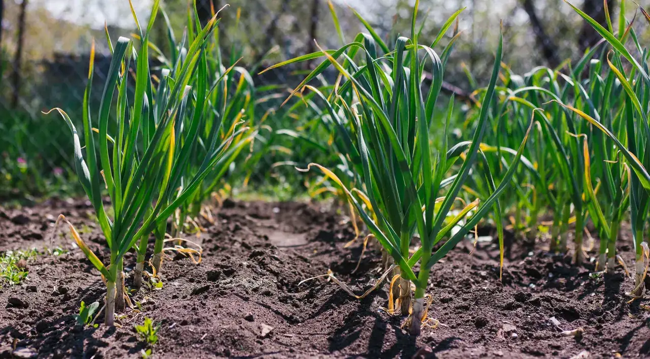 Filari di giovani piante di aglio in piena coltivazione, con foglie verdi e rigogliose che spuntano dal terreno scuro.