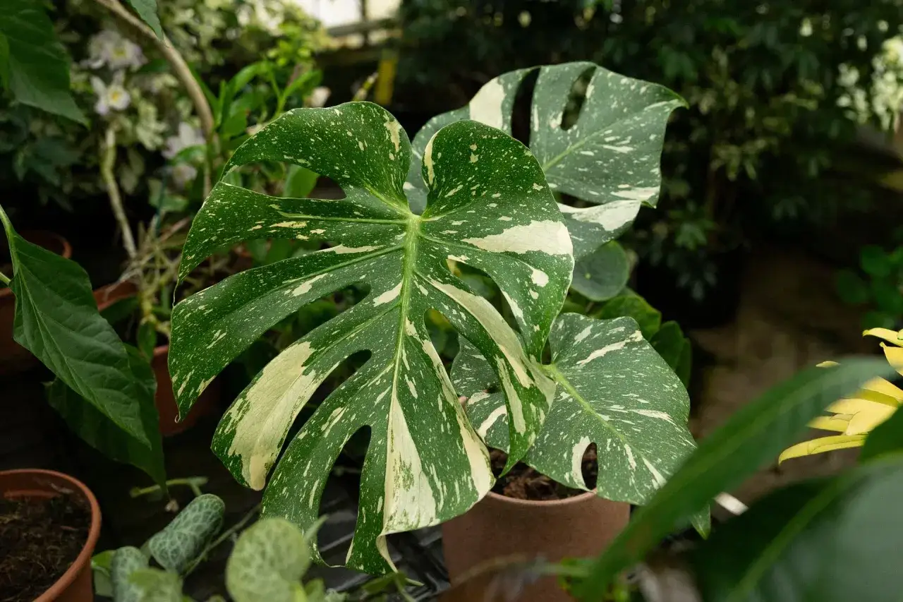 Foglie di monstera thai variegata, con macchie bianche e verdi, in un vaso di terracotta.