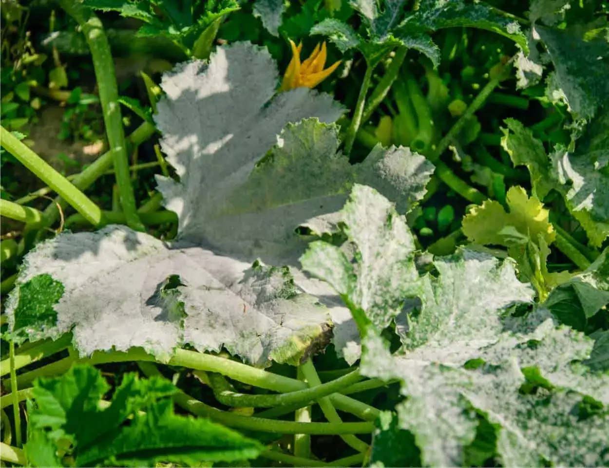 Foglie di zucchine coperte da una patina bianca, simile a latte nelle piante, con un fiore giallo sullo sfondo.