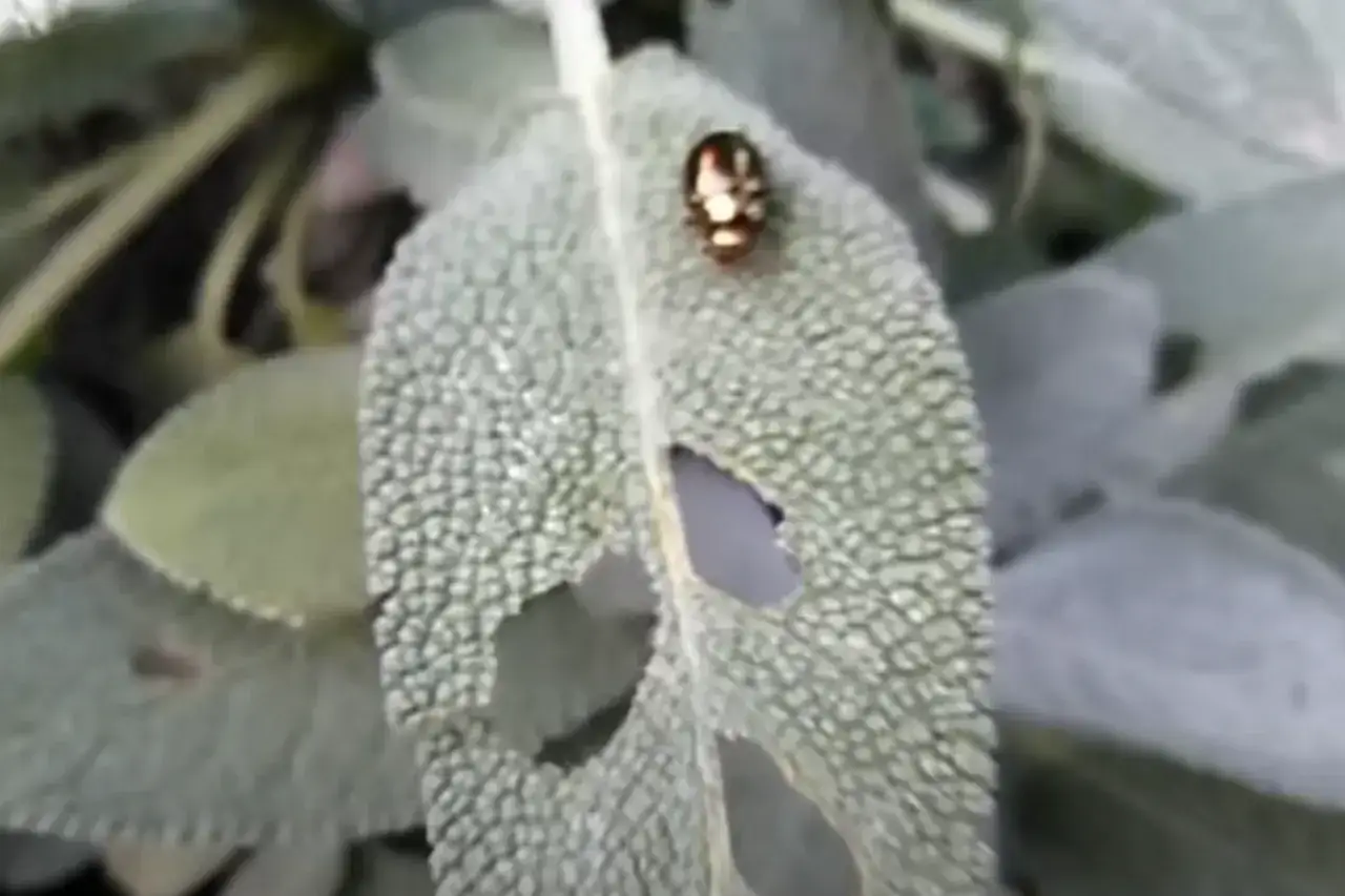 Un piccolo insetto dorato si nutre di una foglia, lasciando buchi evidenti.