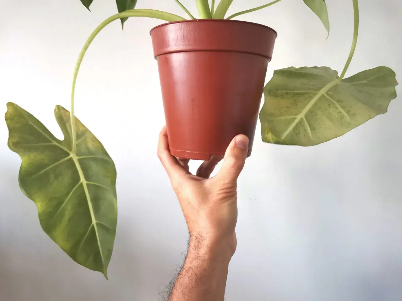 Mano che tiene un vaso di Alocasia con foglie ingiallite, possibili segni di alocasia malattie.