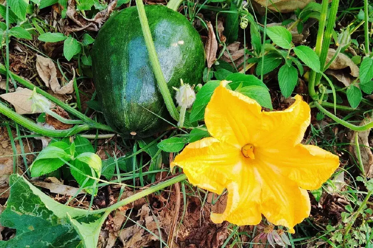 Una giovane pianta di zucca mostra un frutto verde brillante e un fiore giallo acceso, promettendo un raccolto futuro.