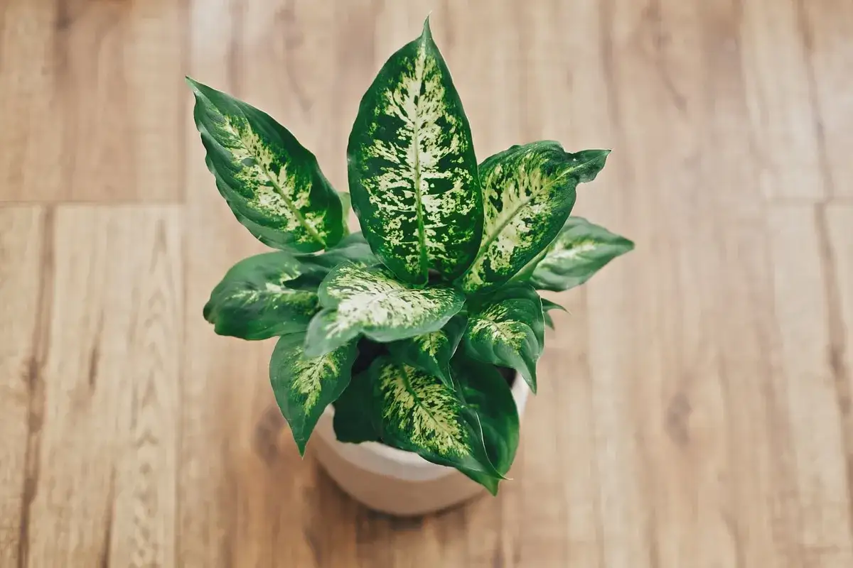 Pianta di dieffenbachia velenosa con foglie verdi e bianche maculate, in vaso bianco su pavimento in legno.