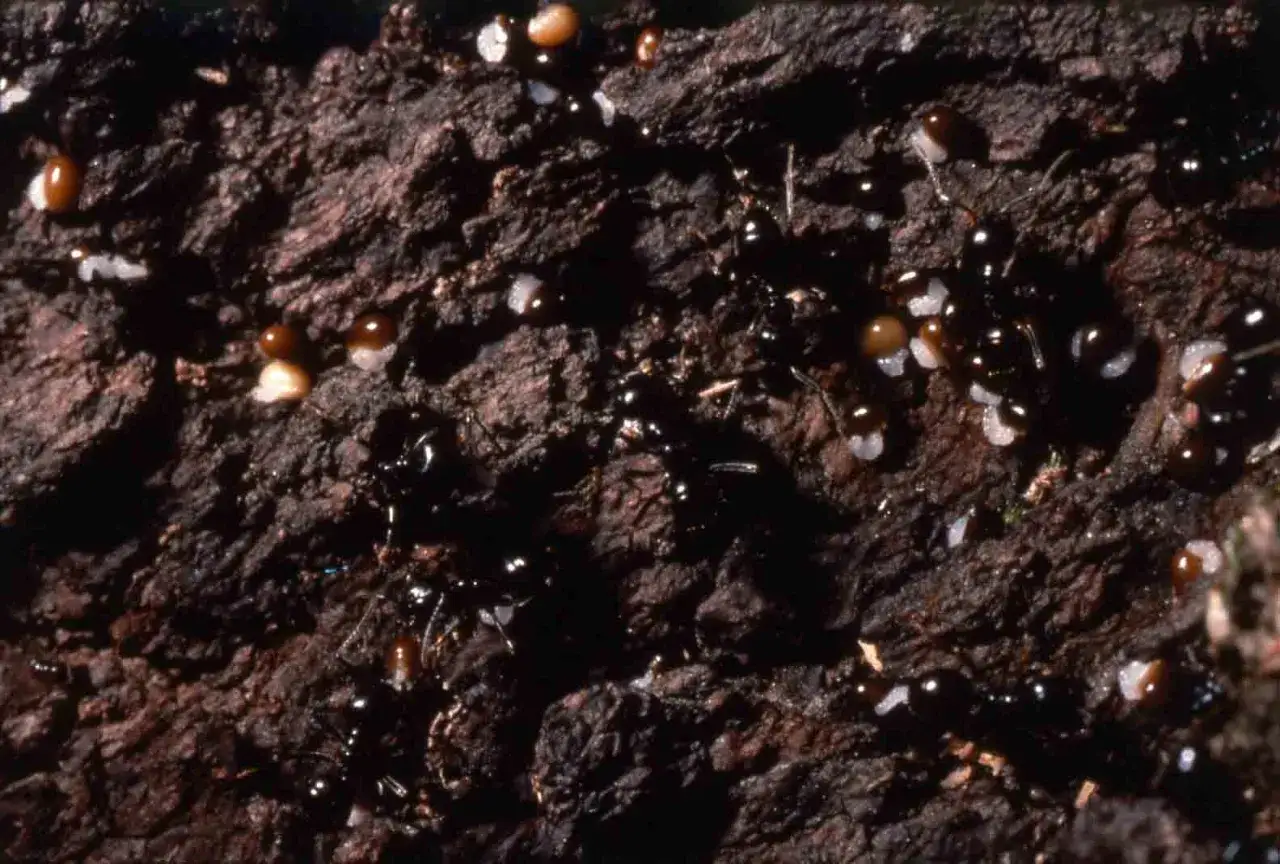 Un terreno infestato da formiche, con insetti neri che si muovono tra le uova e le larve bianche e marroni sulla corteccia scura.