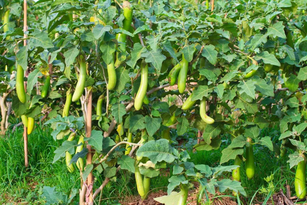 Pianta melanzana rigogliosa con numerosi frutti verdi allungati che pendono dai rami tra le foglie.