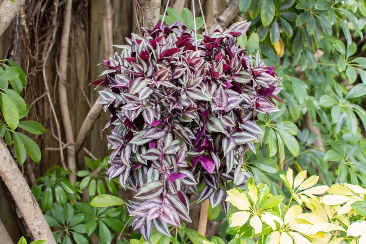 Tradescantia zebrina rigogliosa, con foglie striate viola e argento, appesa tra il verde. La sua cura &egrave; semplice, ideale per chi ama le piante colorate.