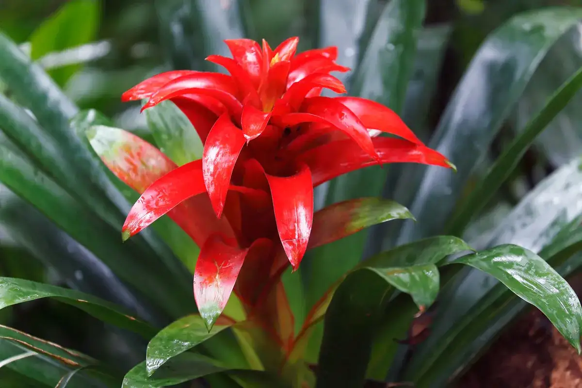Guzmania lingulata, una bromelia con una spettacolare infiorescenza rossa brillante, circondata da foglie verdi lucide.