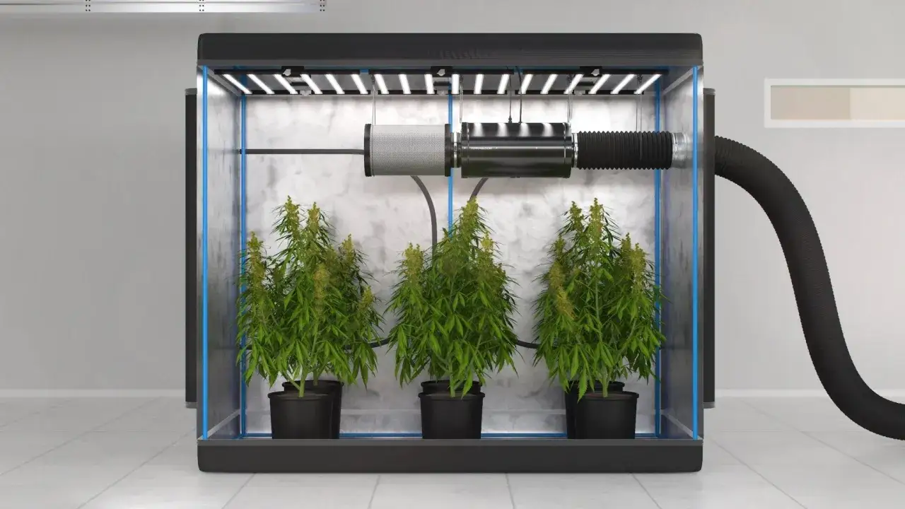 Sistema di coltivazione in casa con tre piante di cannabis in vaso, luci LED e sistema di ventilazione.