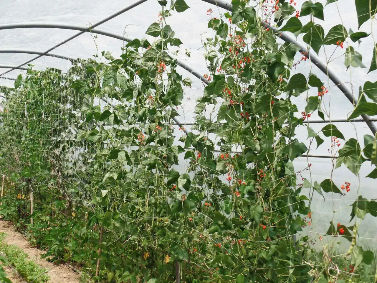 Fagiolini rampicanti in serra, con fiori rossi e baccelli verdi che si arrampicano su una rete. Diversi fagiolini tipi in crescita.