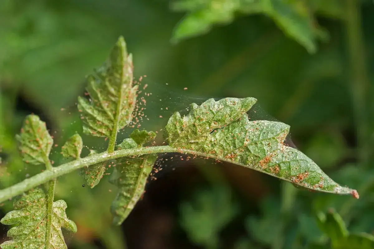 Foglie di pomodoro infestate da acari rossi, con ragnatele visibili. Un problema comune che richiede un efficace spray anti acari fai da te.