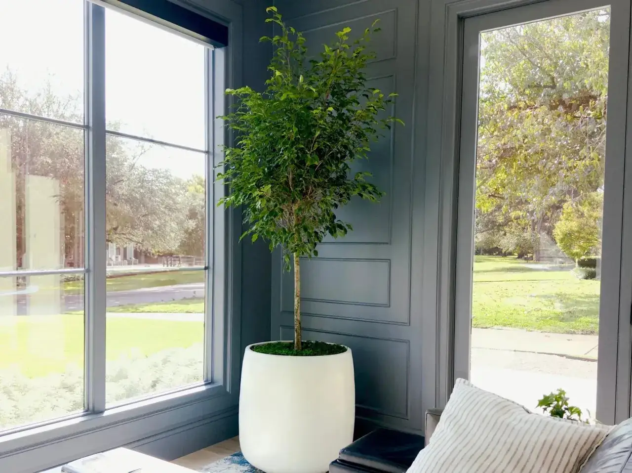 Un rigoglioso ficus elastica in un vaso bianco, accanto a una grande finestra che si affaccia su un giardino verdeggiante.