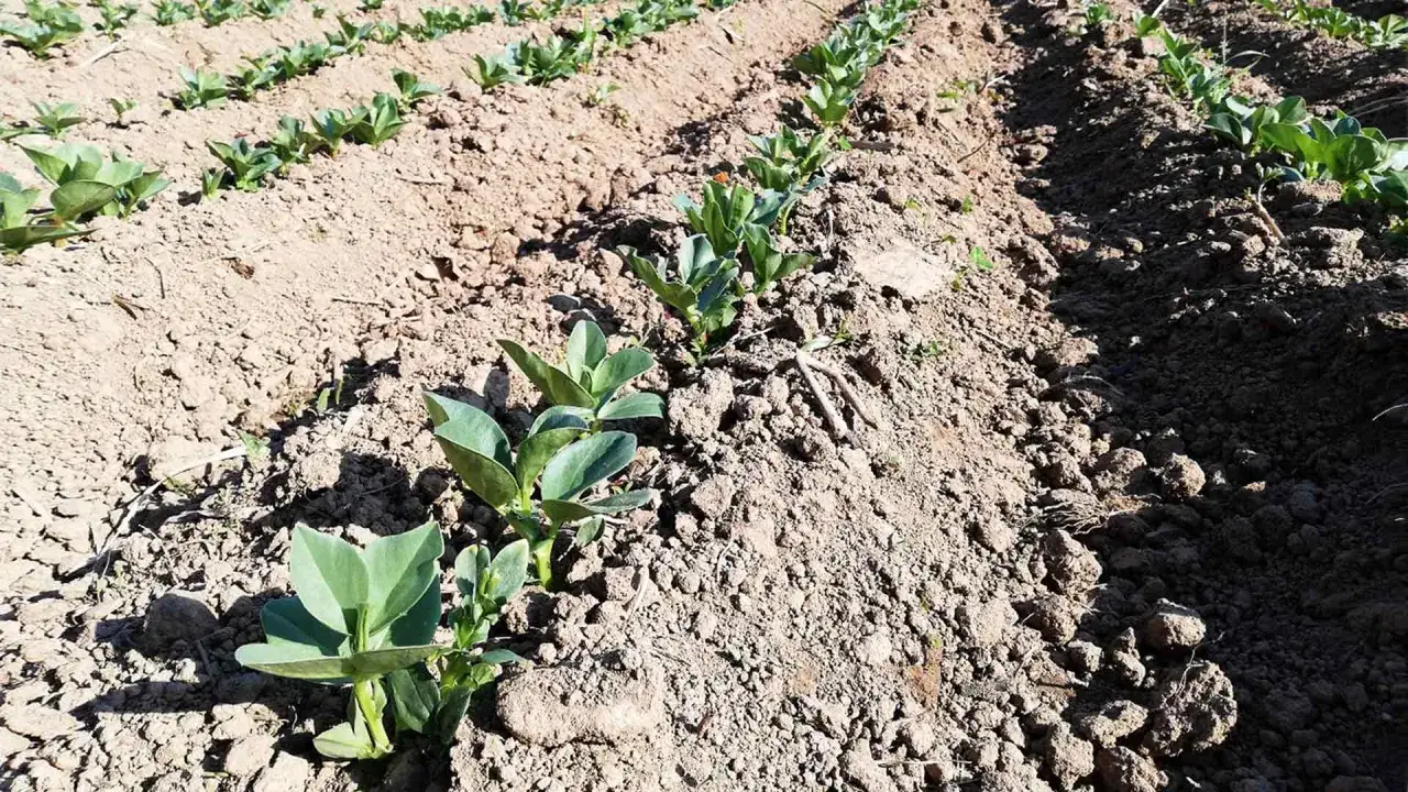 Giovani piantine di fave in un campo arato. È il loro fave periodo di crescita, promettendo un raccolto abbondante.