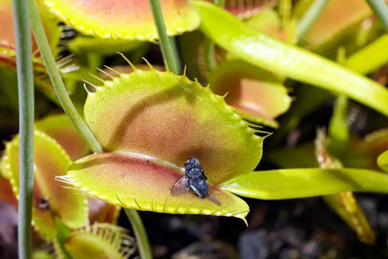 Piante carnivore in azione: una mosca intrappolata nella trappola di una Dionaea muscipula. Le zanzare sono avvisate!