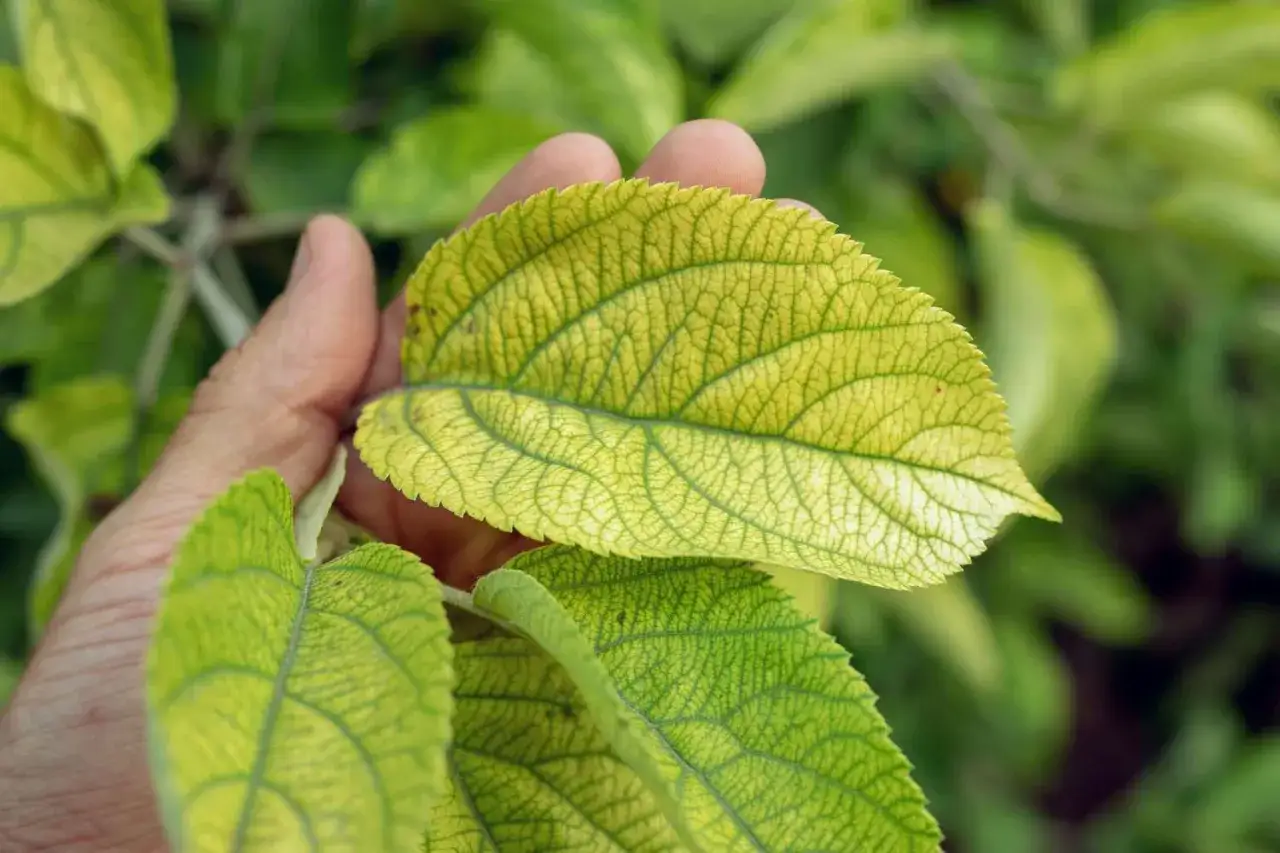 Mano che mostra una foglia ingiallita, sintomo di carenza di azoto per piante.