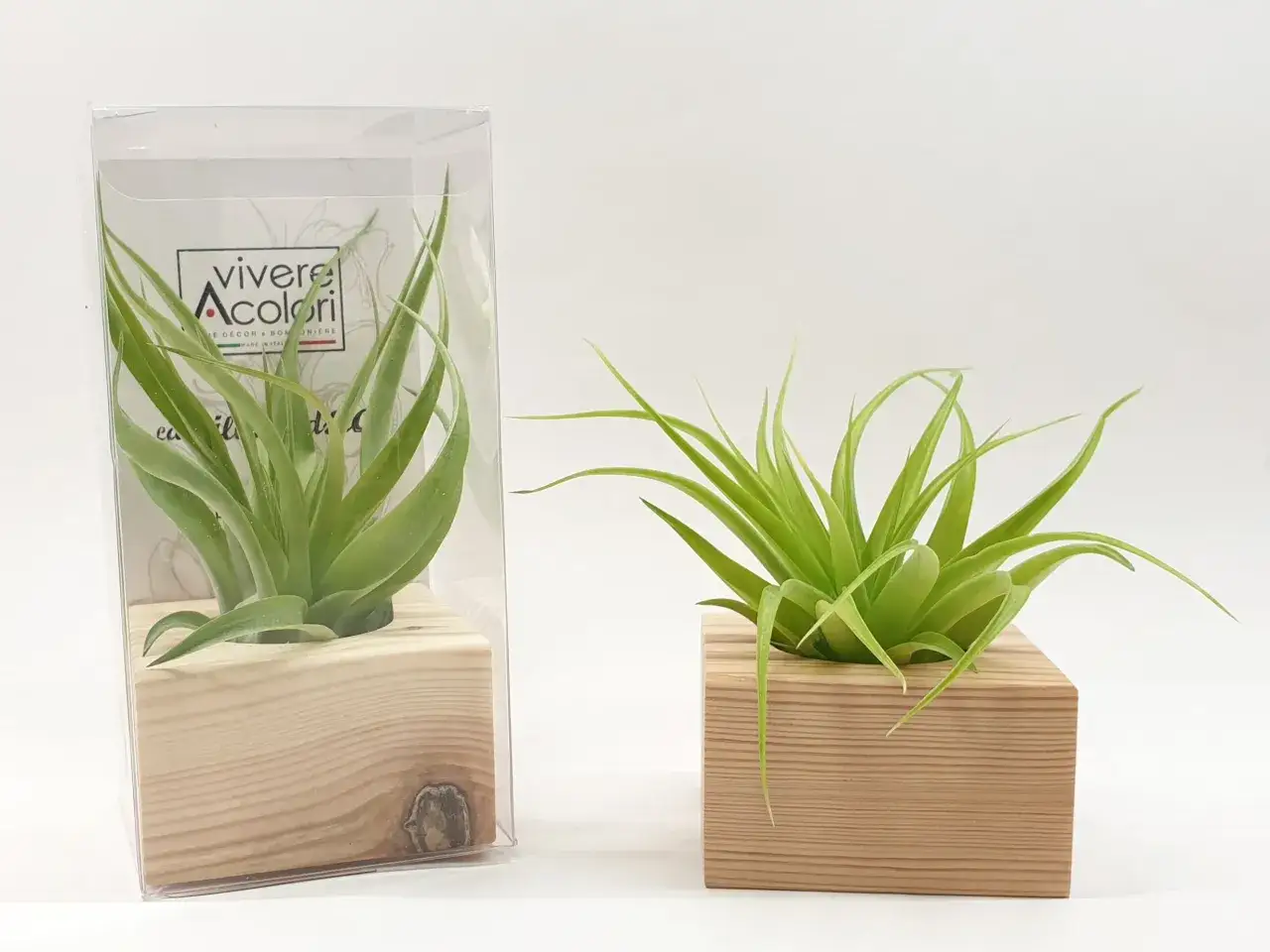 Due tillandsia, piante dell'aria, in vasi di legno. Una &egrave; in confezione trasparente con etichetta 