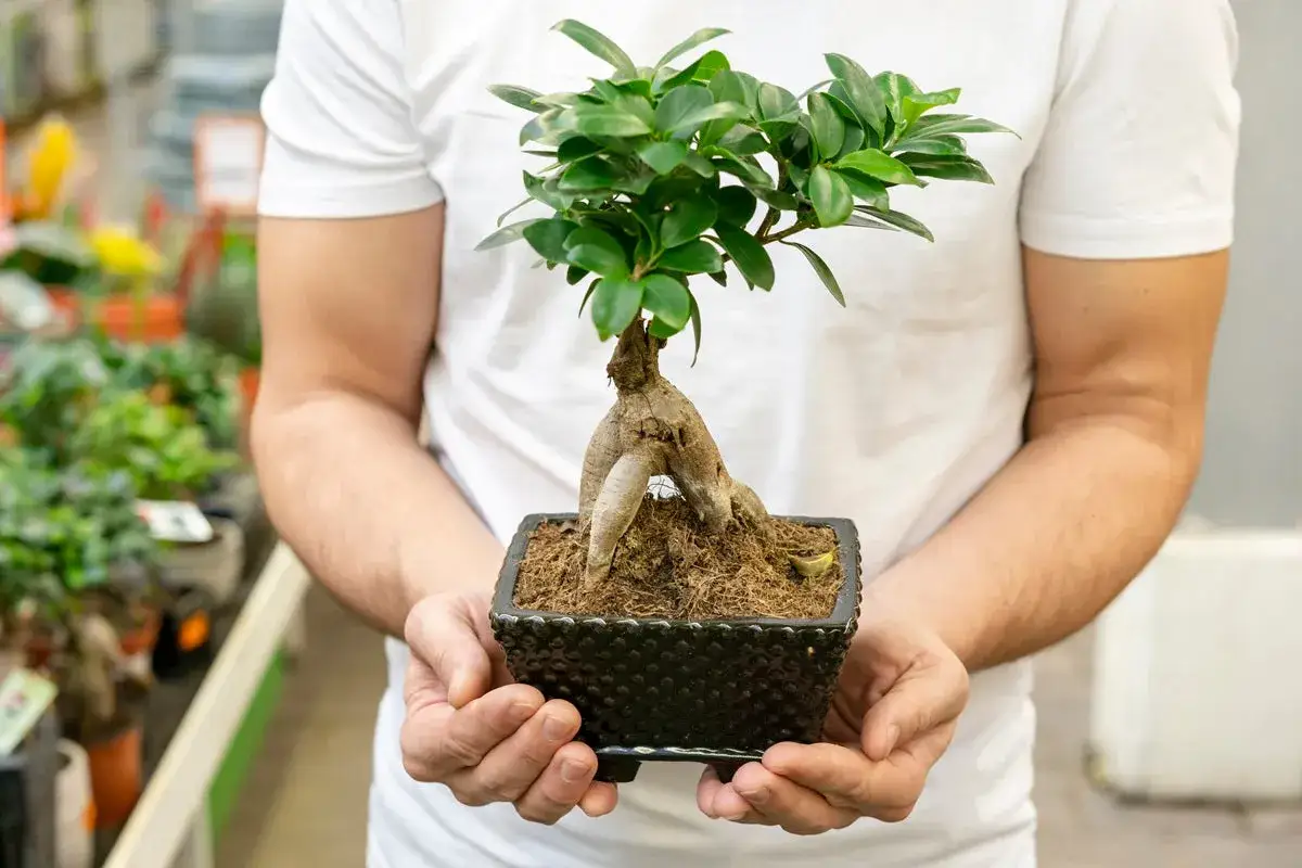 Un uomo tiene un bonsai ficus con radici aeree evidenti. Impara come curarlo per mantenerlo sano e rigoglioso.